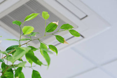 Your Indoor Air Quality with Professional HVAC Cleaning